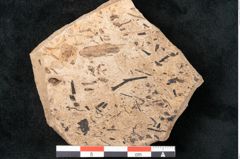 Foto (Detailansicht) von Callitris brongniartii Endl. (NHMW-GEO-2024-0188-8222)